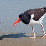 8675561278_7516d71d96_q_oystercatcher